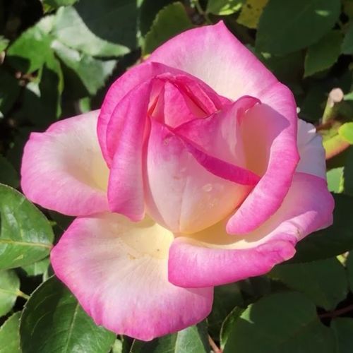 Rosa Princesse de Monaco ® - alb - roz - Trandafir copac cu trunchi înalt - cu flori teahibrid - coroană dreaptă